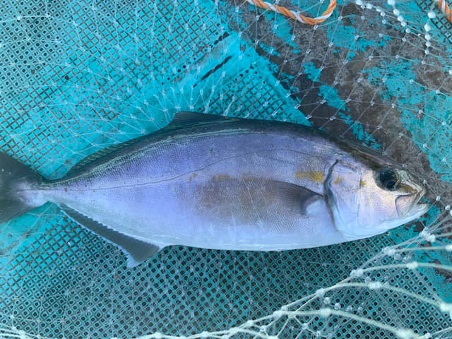 千葉冨浦湾で釣れたショゴの写真