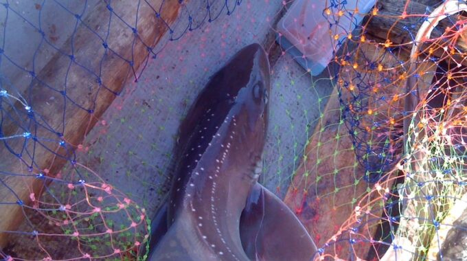 大津港の泳がせ釣りで釣れたサメ