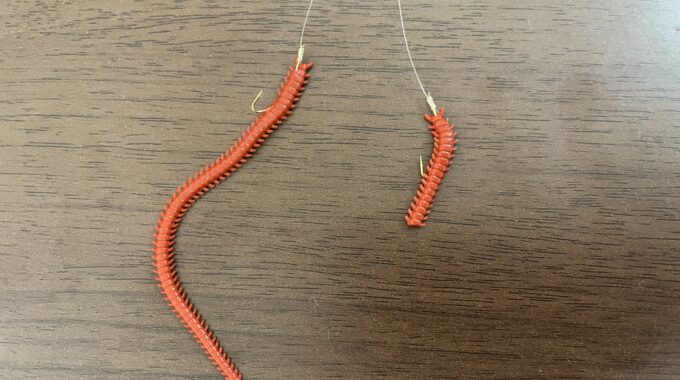 アオイソメの針からの垂らし比較写真