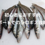 富浦のシロギス釣り写真