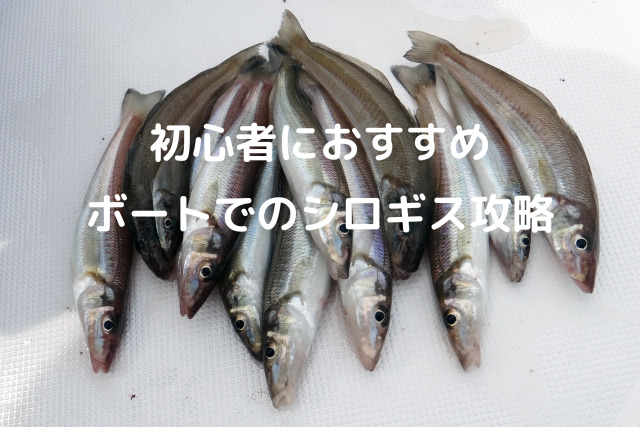 富浦のシロギス釣り写真