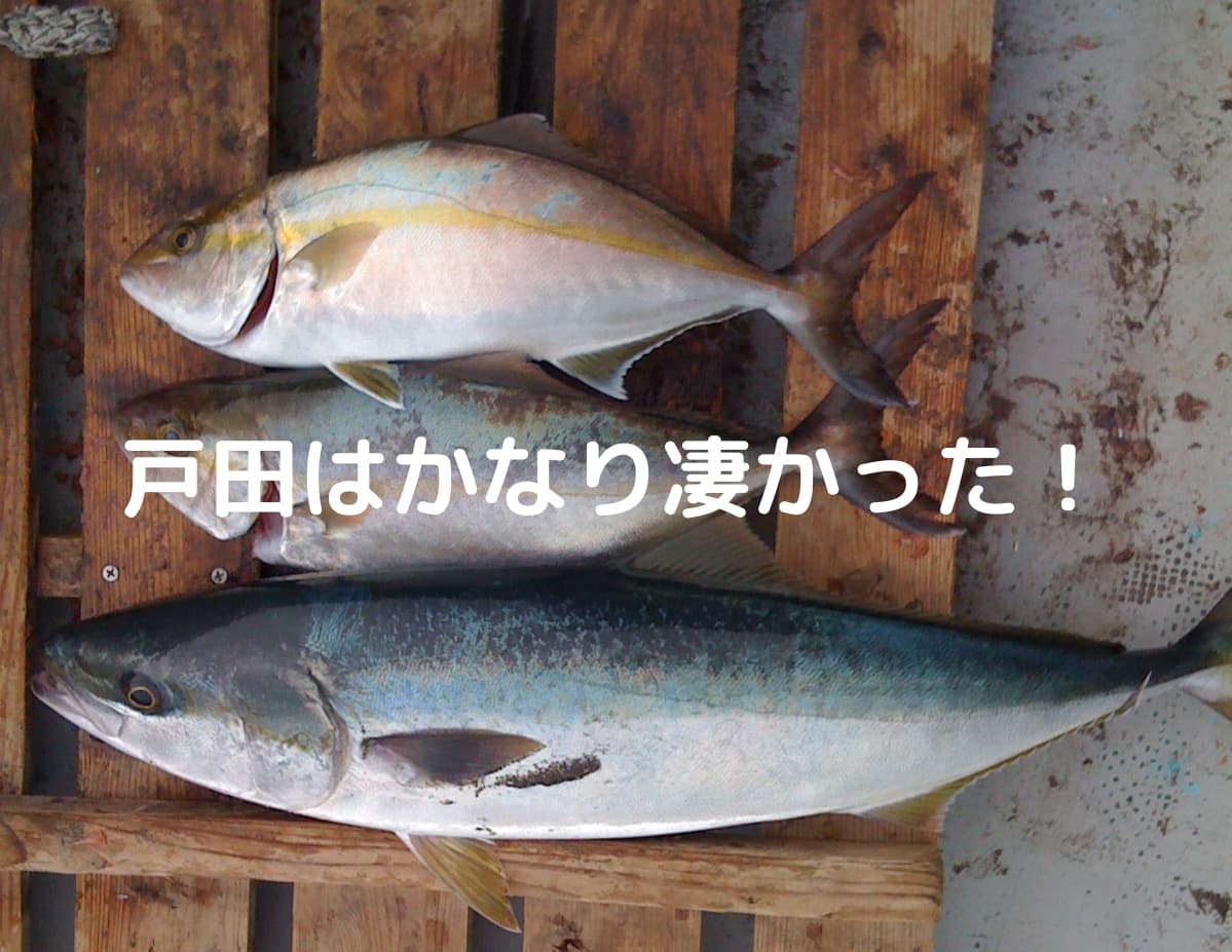 戸田で釣れた魚の写真