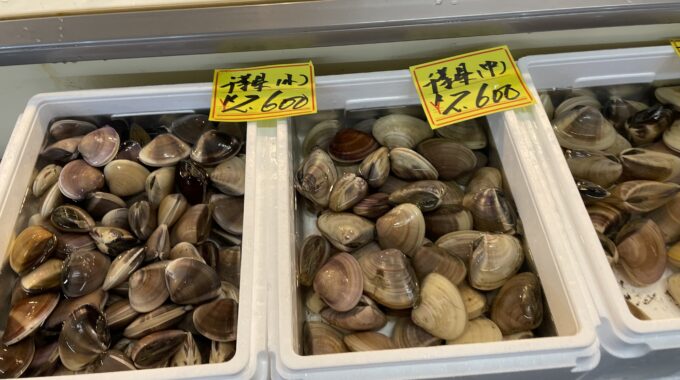 千葉市地方卸売市場の貝販売の写真