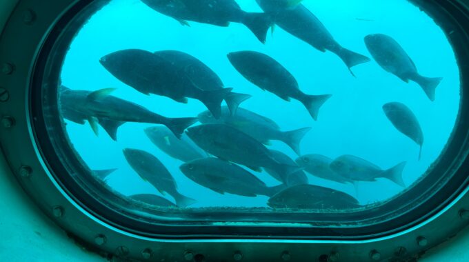 海中展望塔から見た魚写真