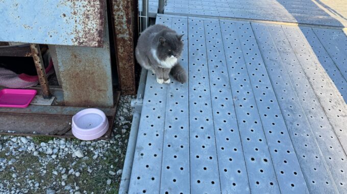 伊藤遊船の猫写真