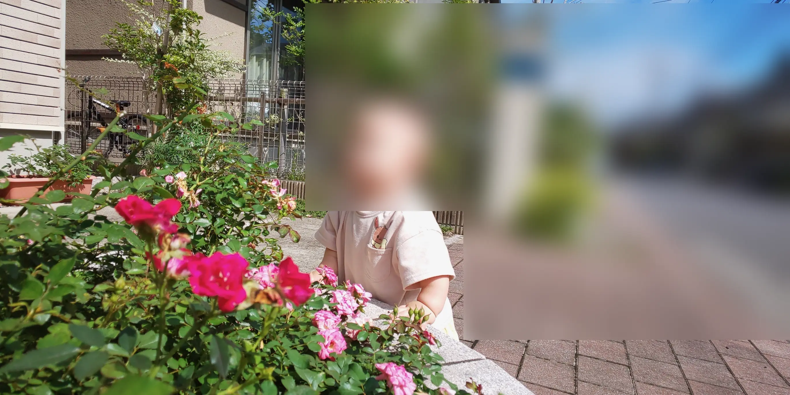 ドリフトローズ地植えで子供が見てる写真