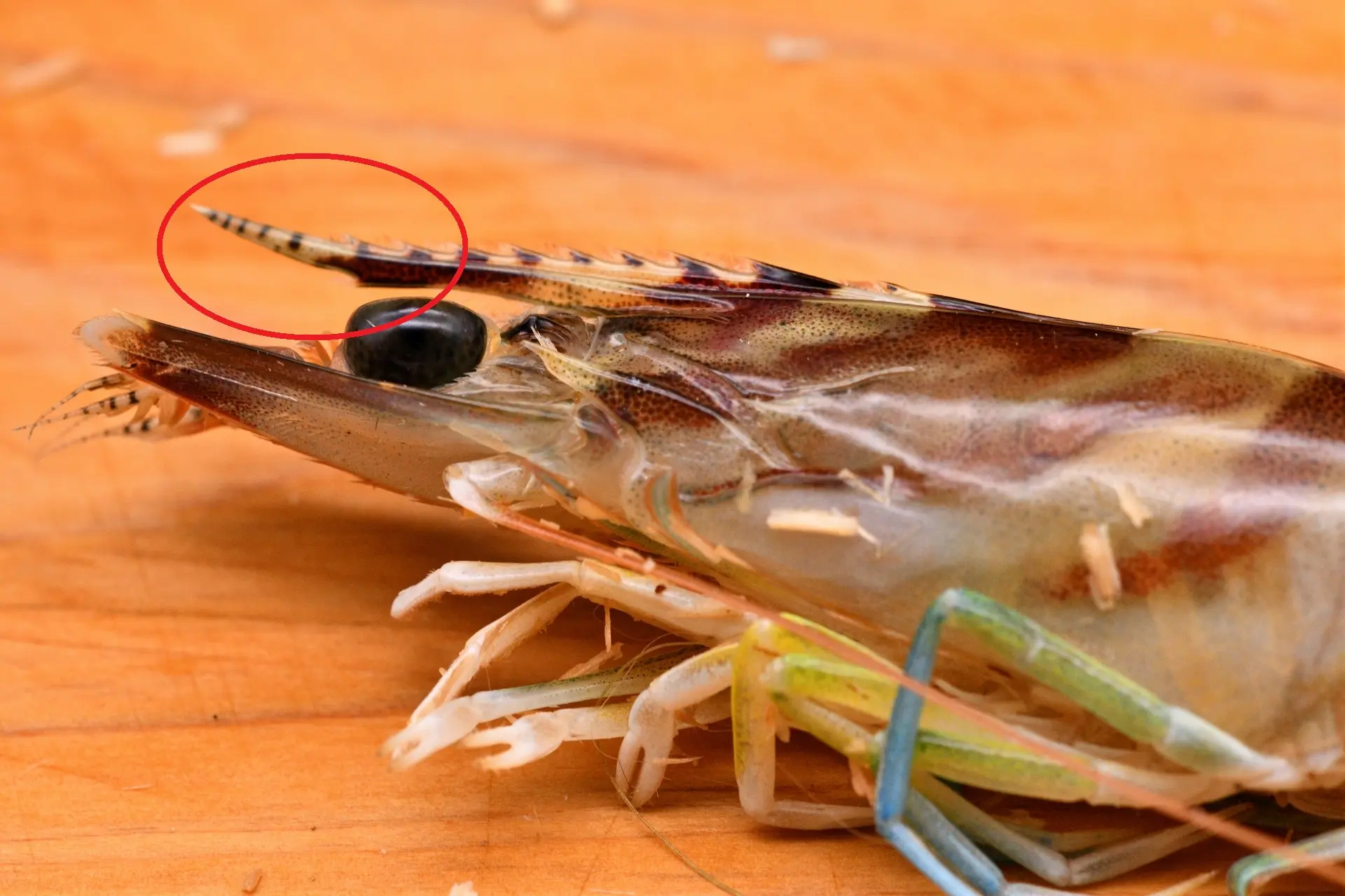 マゴチ釣りの餌となるエビ写真
