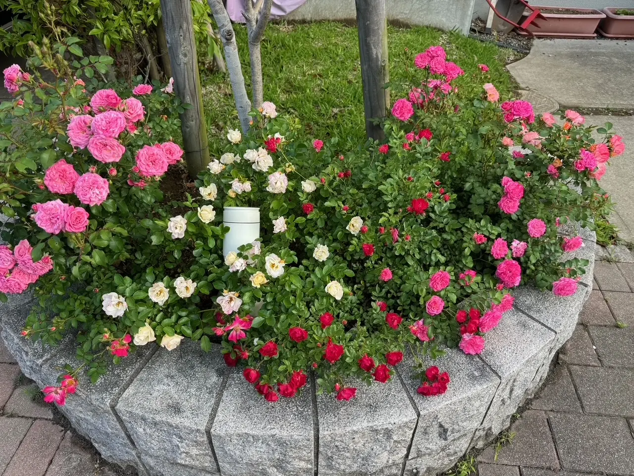 ドリフトローズ地植えの様子写真