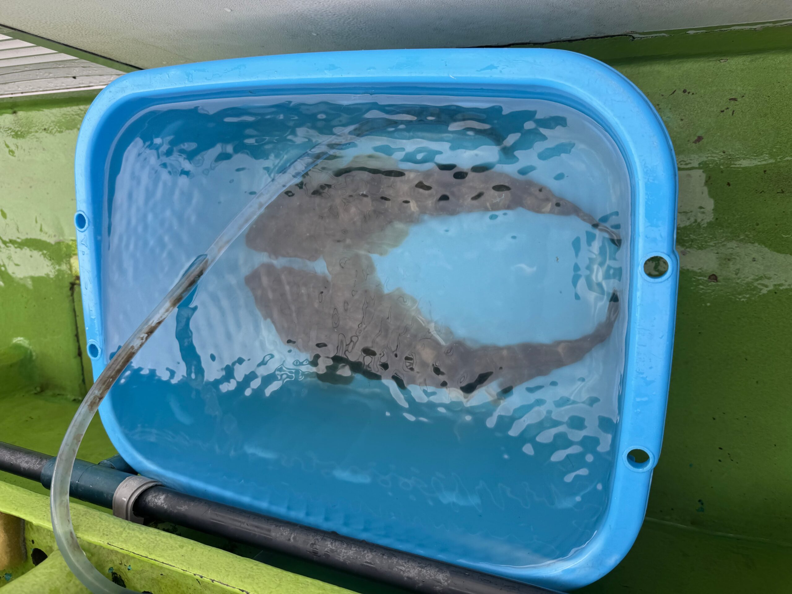 船マゴチ釣りの釣れたマゴチ写真