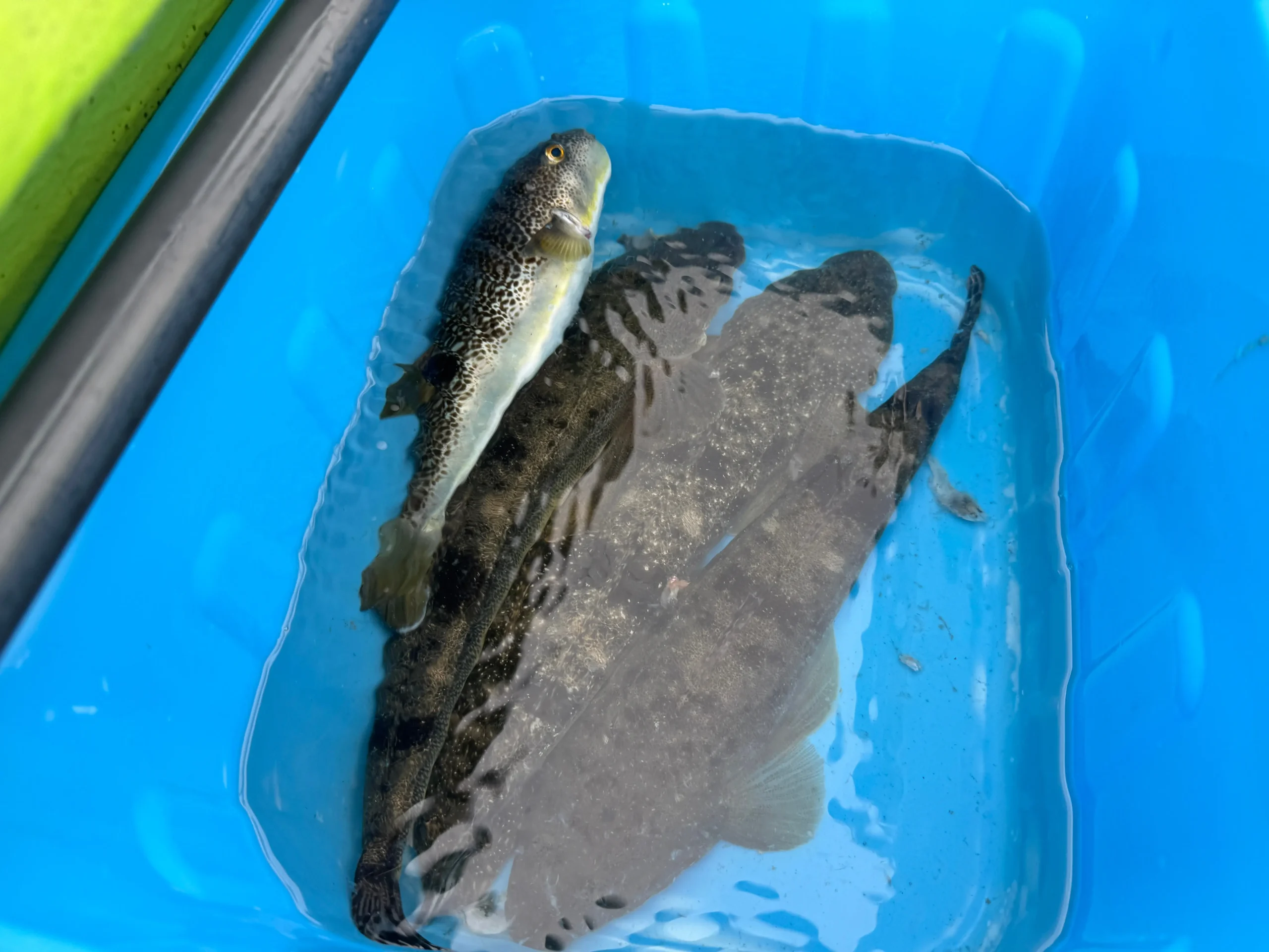 マゴチ釣りで釣りあげたマゴチ写真