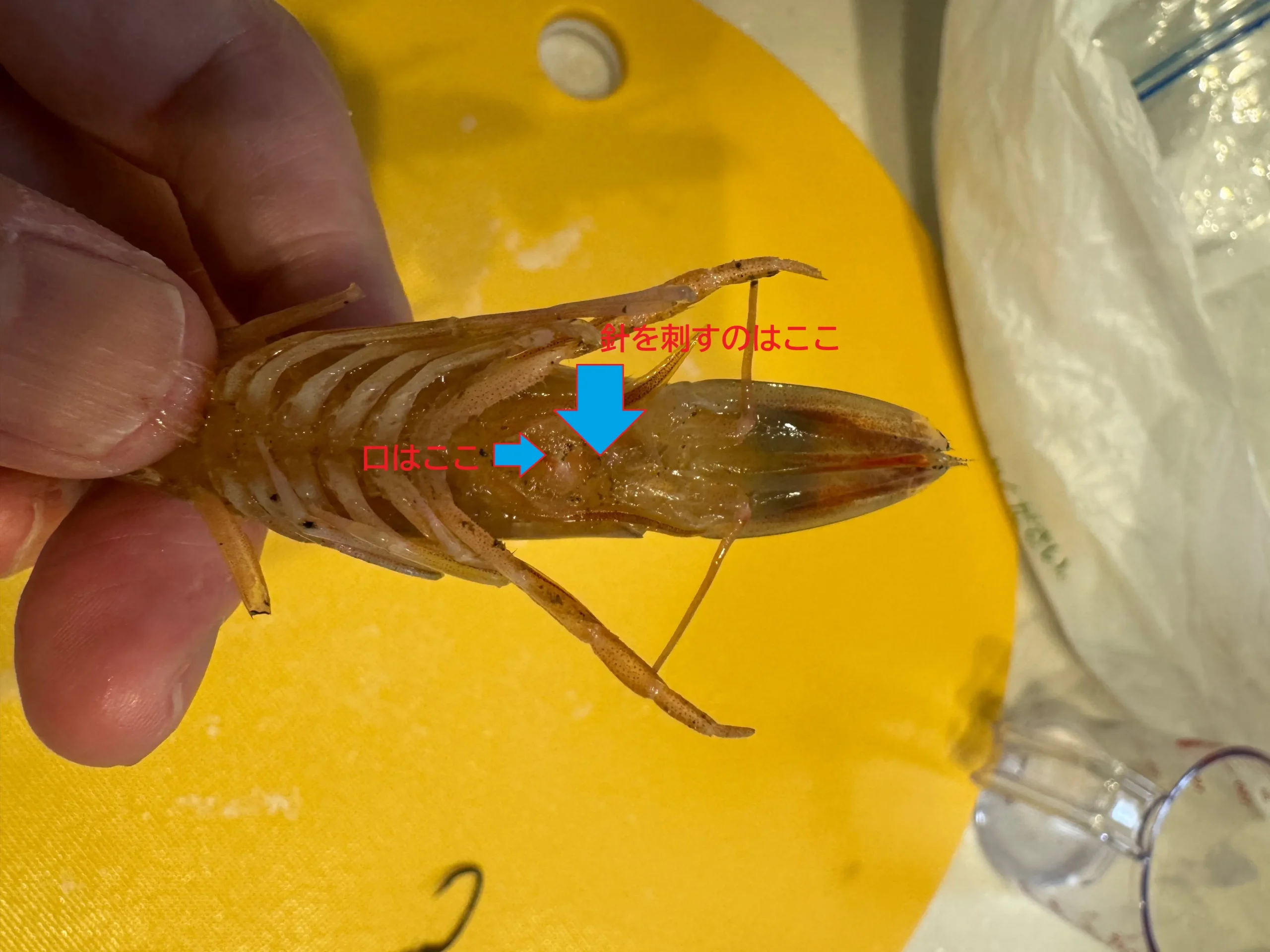 マゴチ釣りの餌エビに針を刺す場所写真