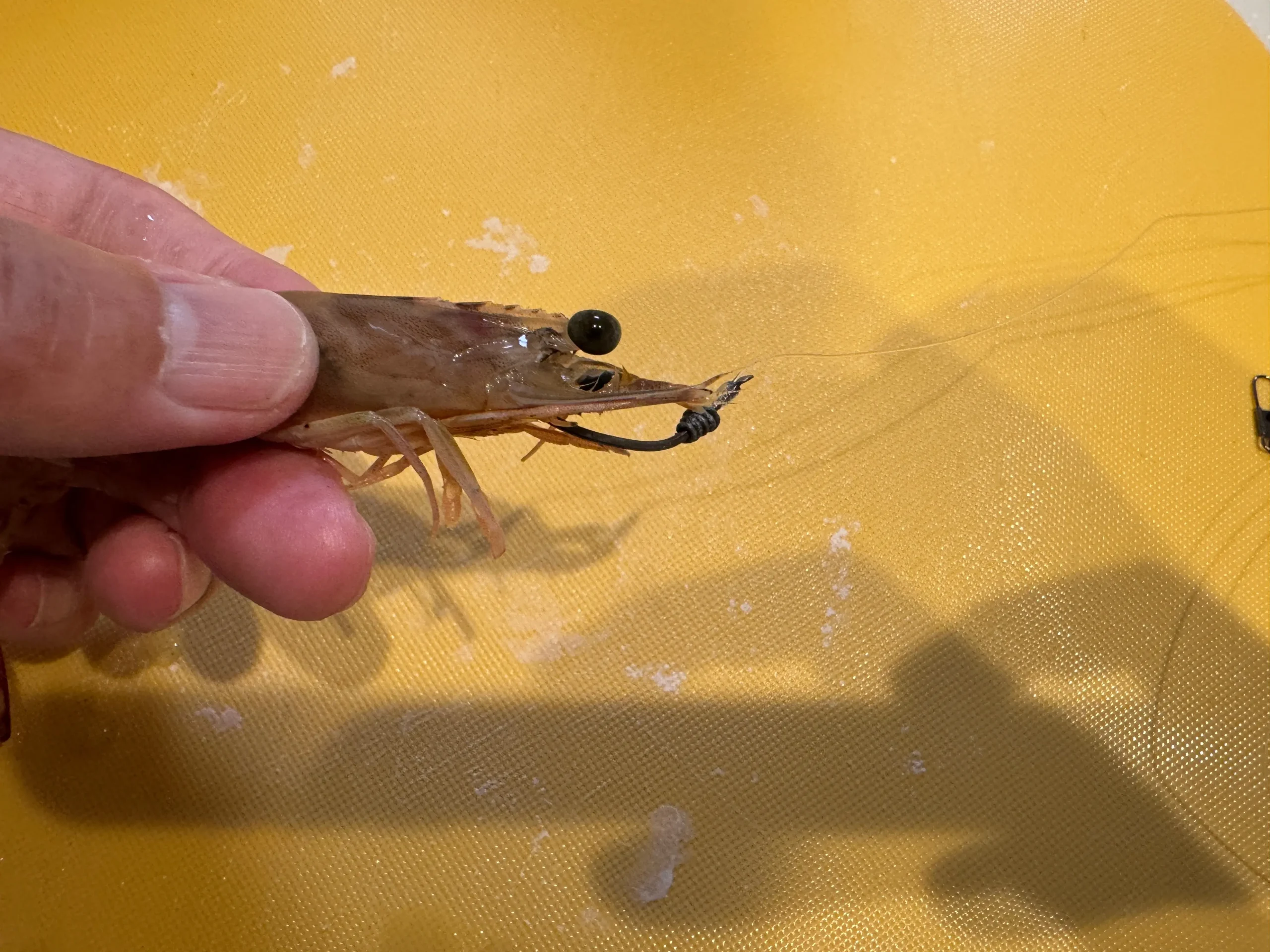 マゴチ釣りの餌エビに針を付けた写真