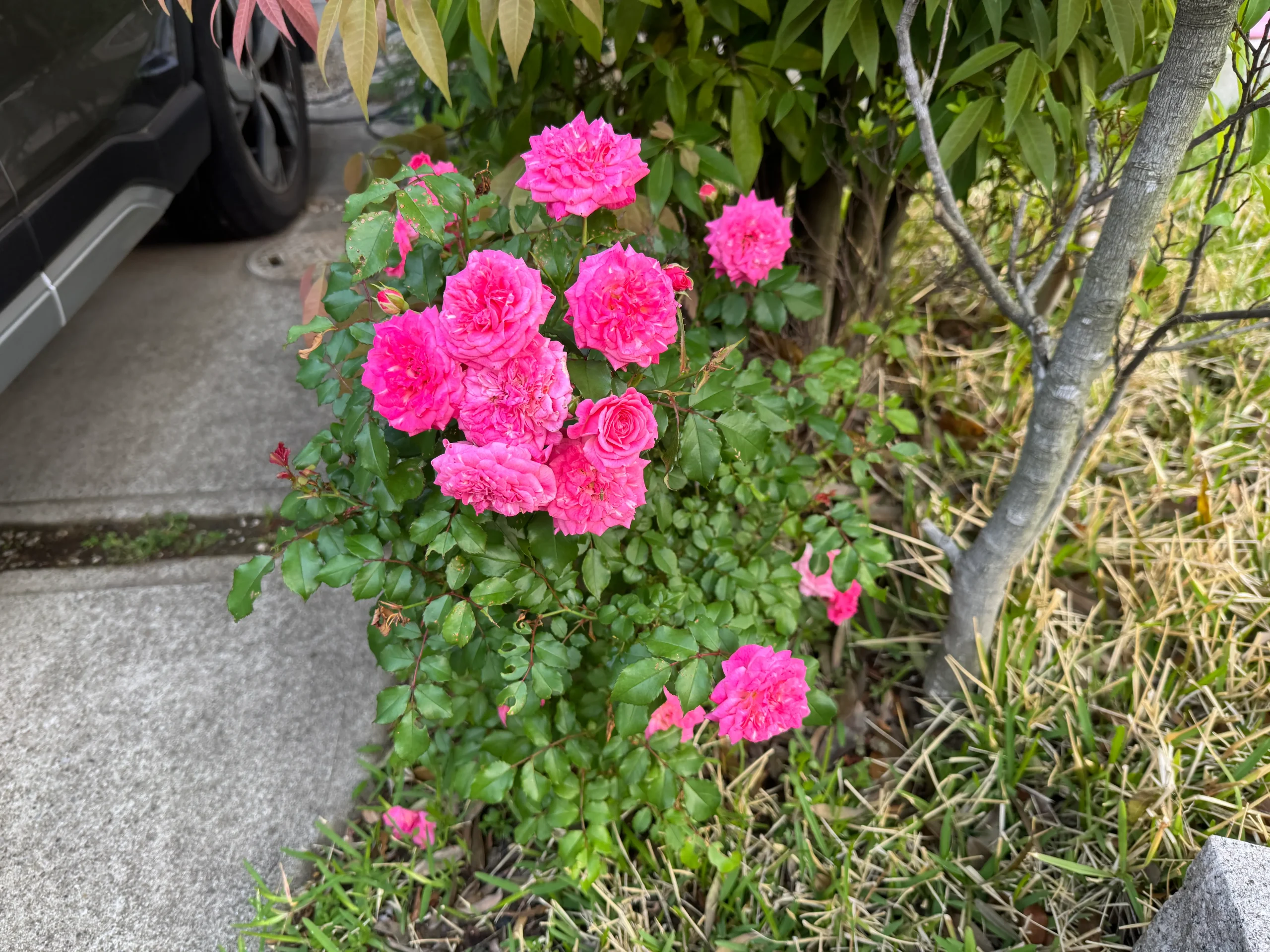 ドリフトローズ地植えの大きさ写真