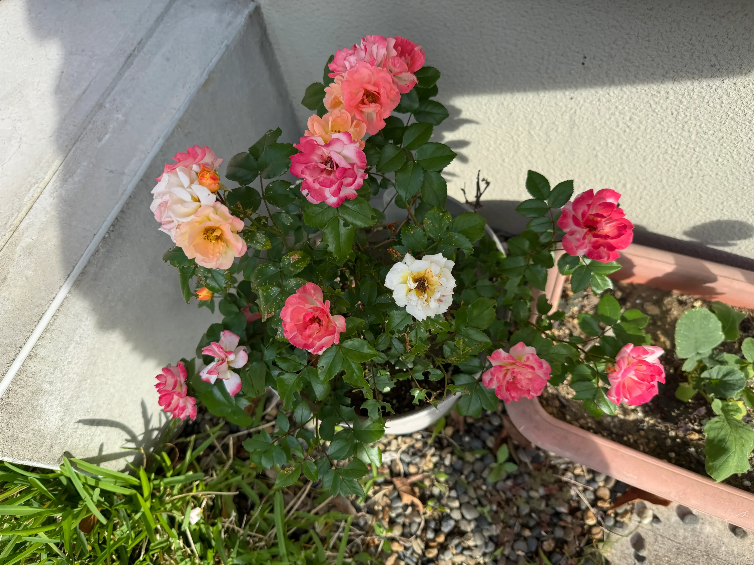 ドリフトローズの鉢植え写真
