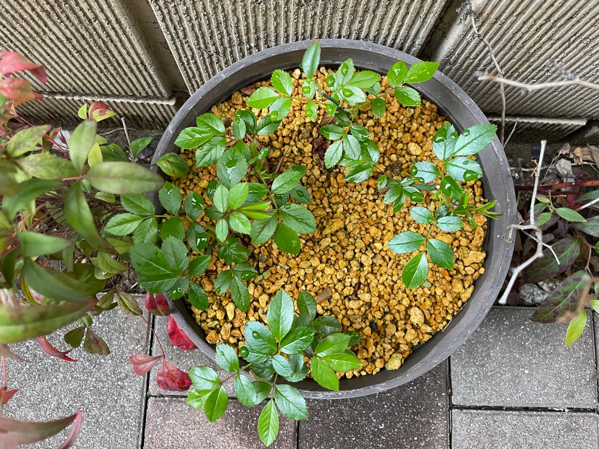 ドリフトローズ地植えから挿し木中の写真