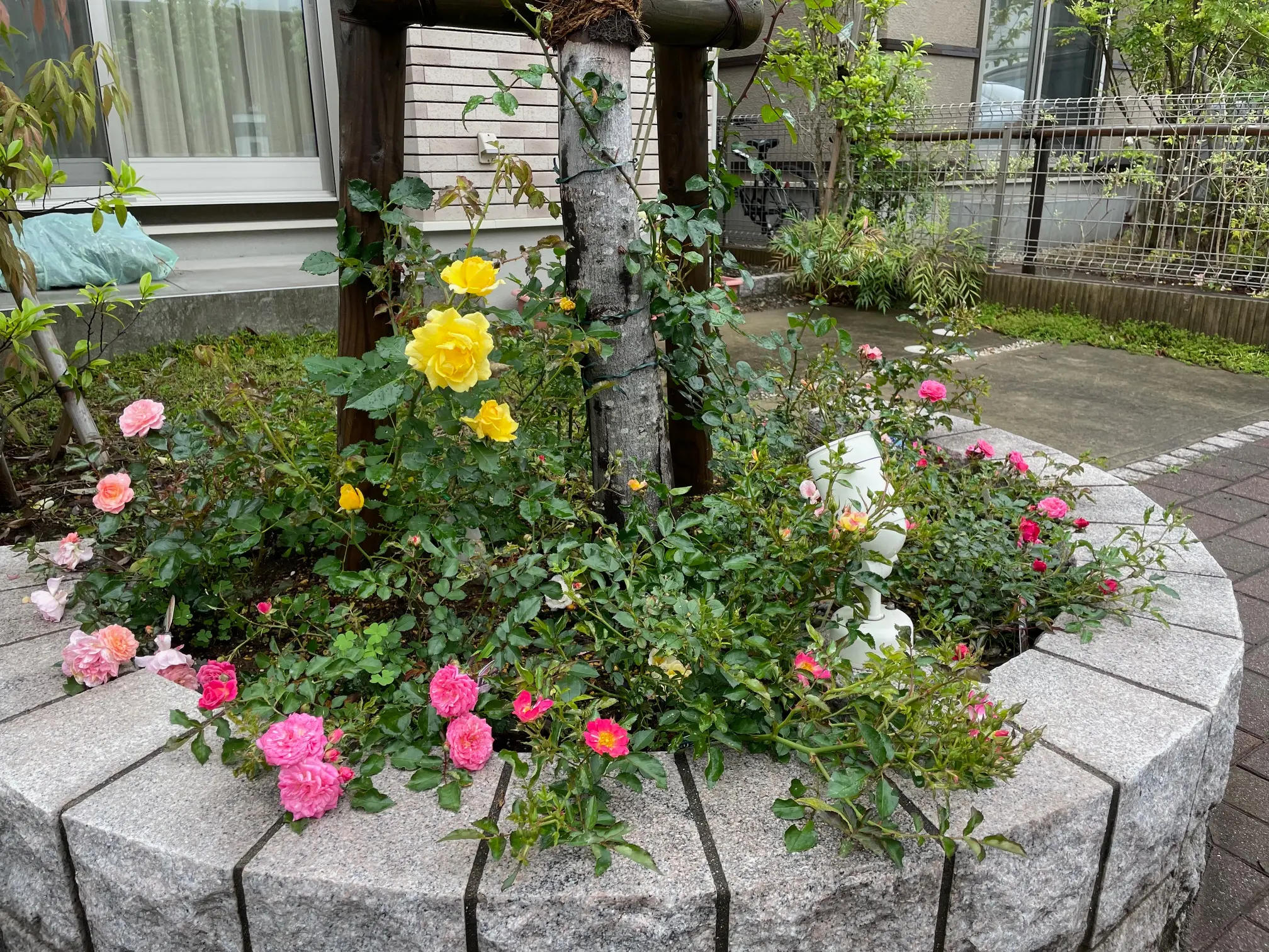 ドリフトローズ地植えの成長写真