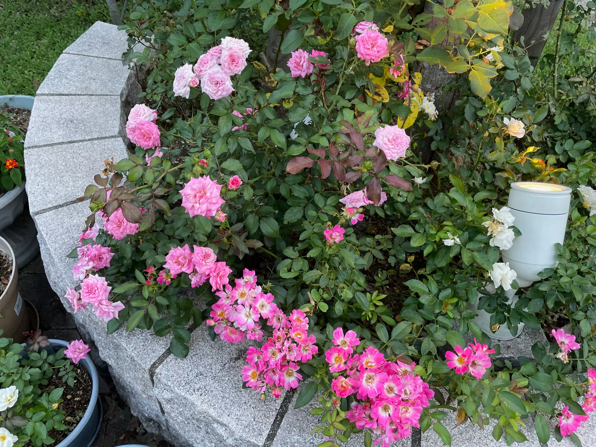 ドリフトローズ地植えの密度写真