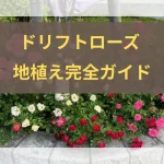ドリフトローズ地植えのアイキャッチ