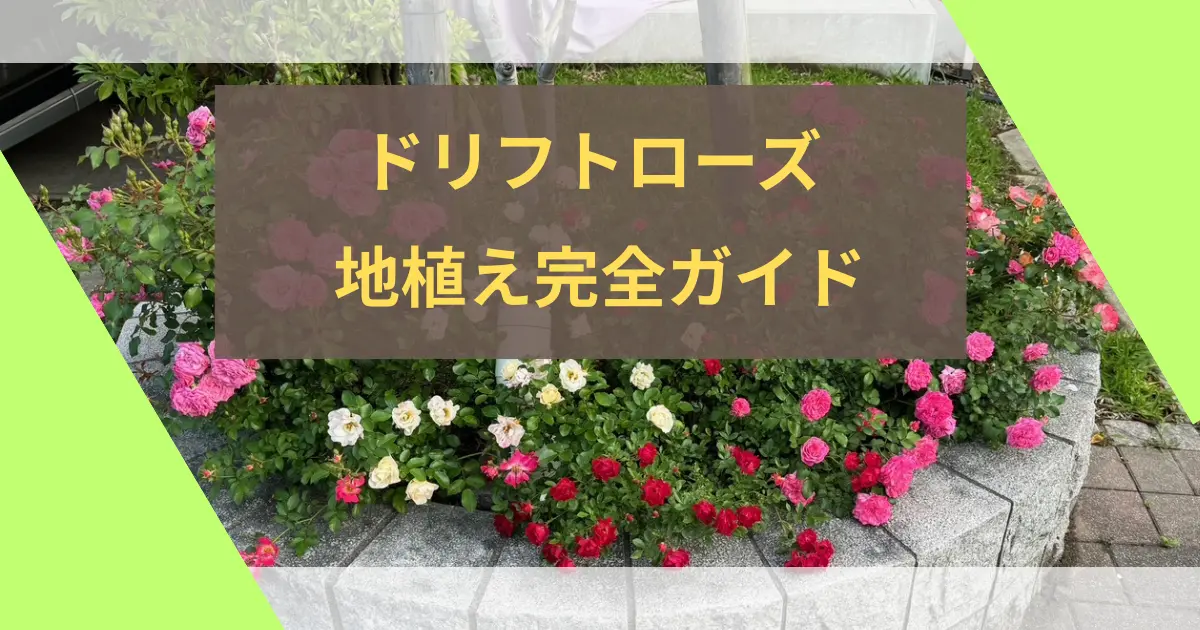 ドリフトローズ地植えのアイキャッチ
