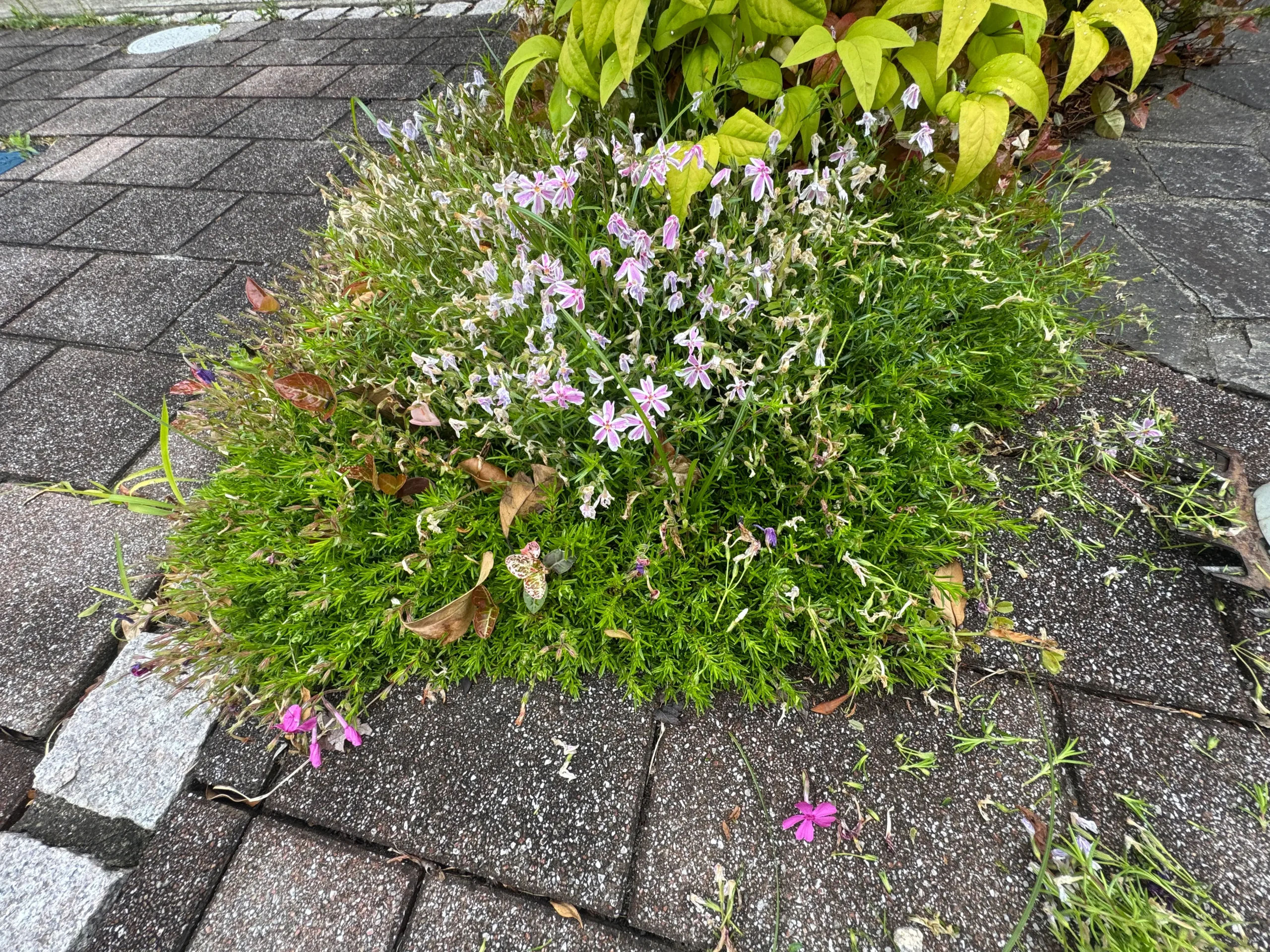 芝桜のデメリット写真