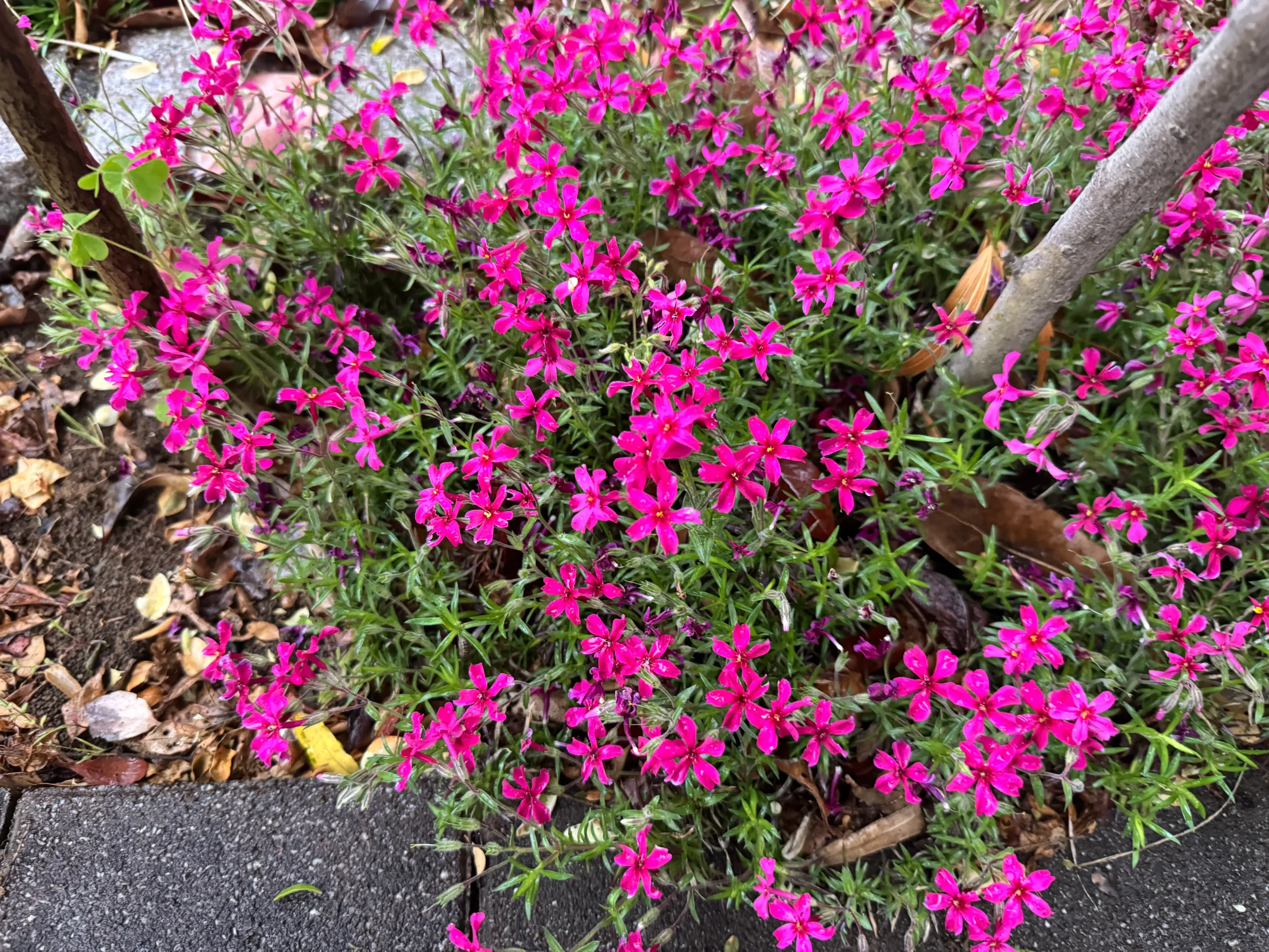 日陰に植えた芝桜の写真