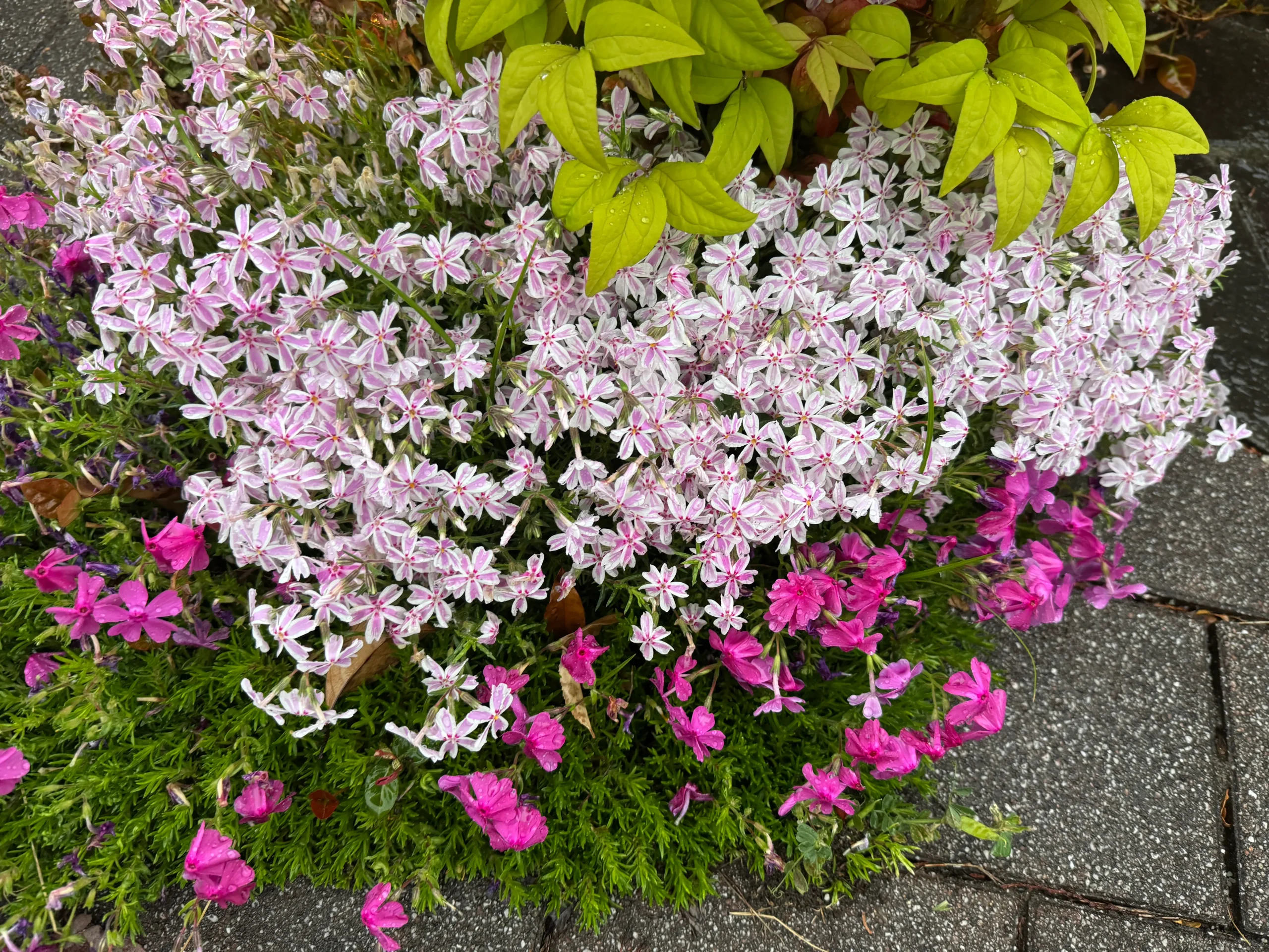 間隔を開けずに植えた芝桜写真