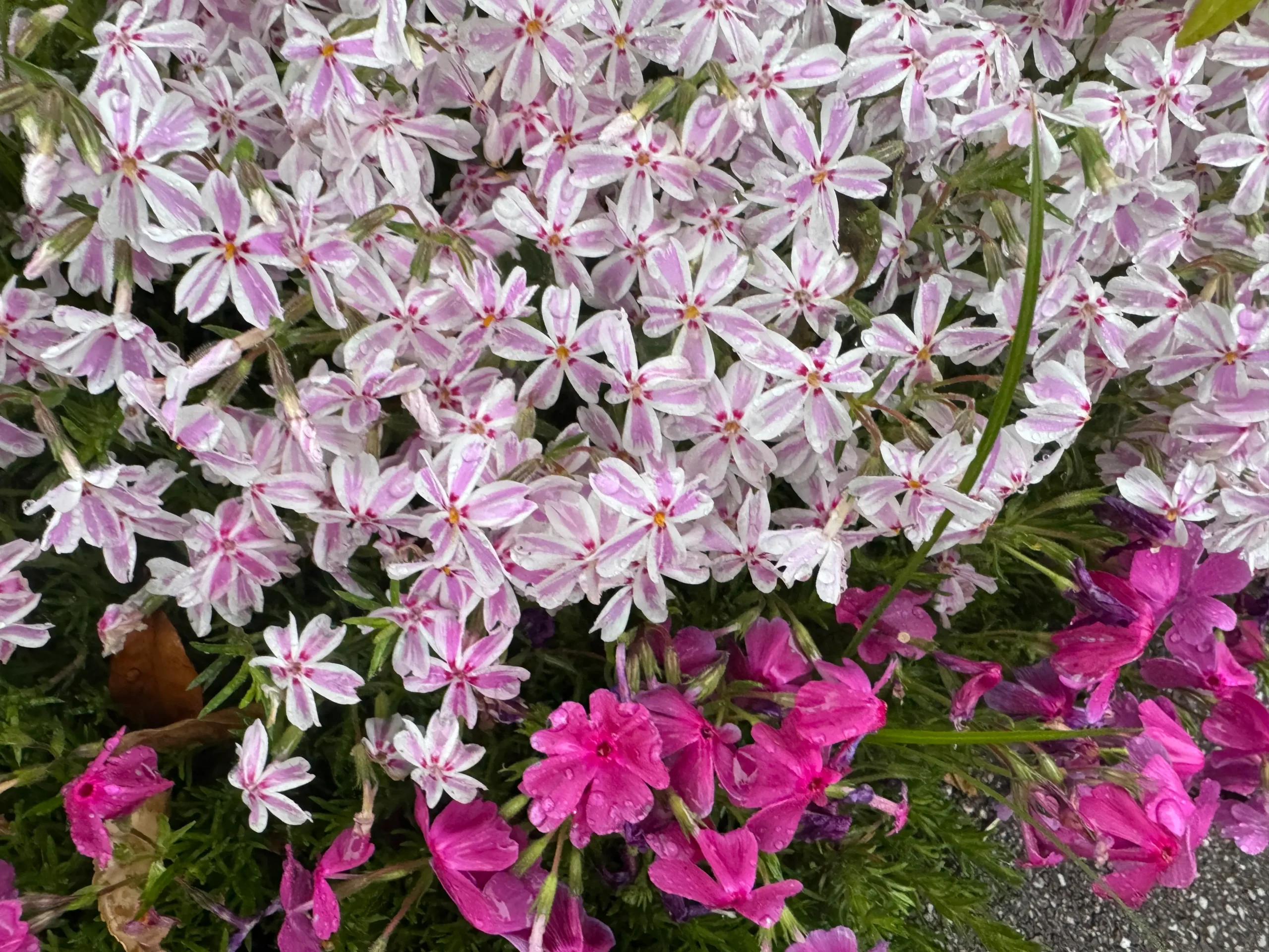 芝桜多摩の流れ写真