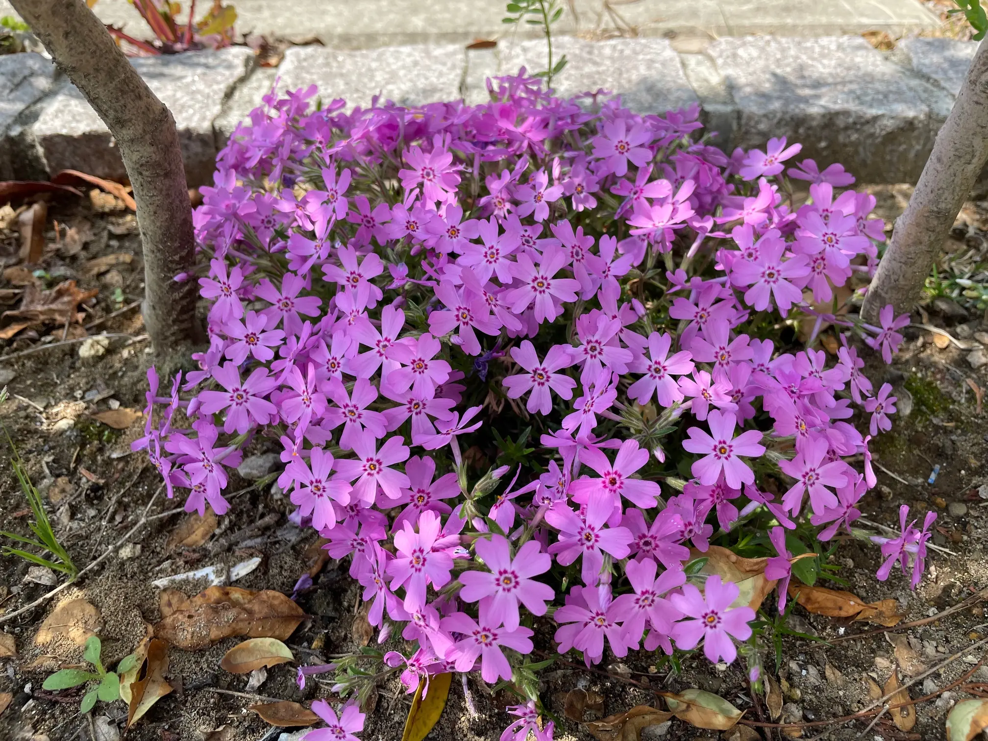 我が家の芝桜写真