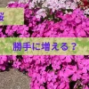 芝桜勝手に増える？のアイキャッチ