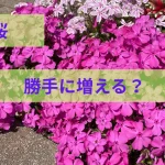 芝桜勝手に増える？のアイキャッチ