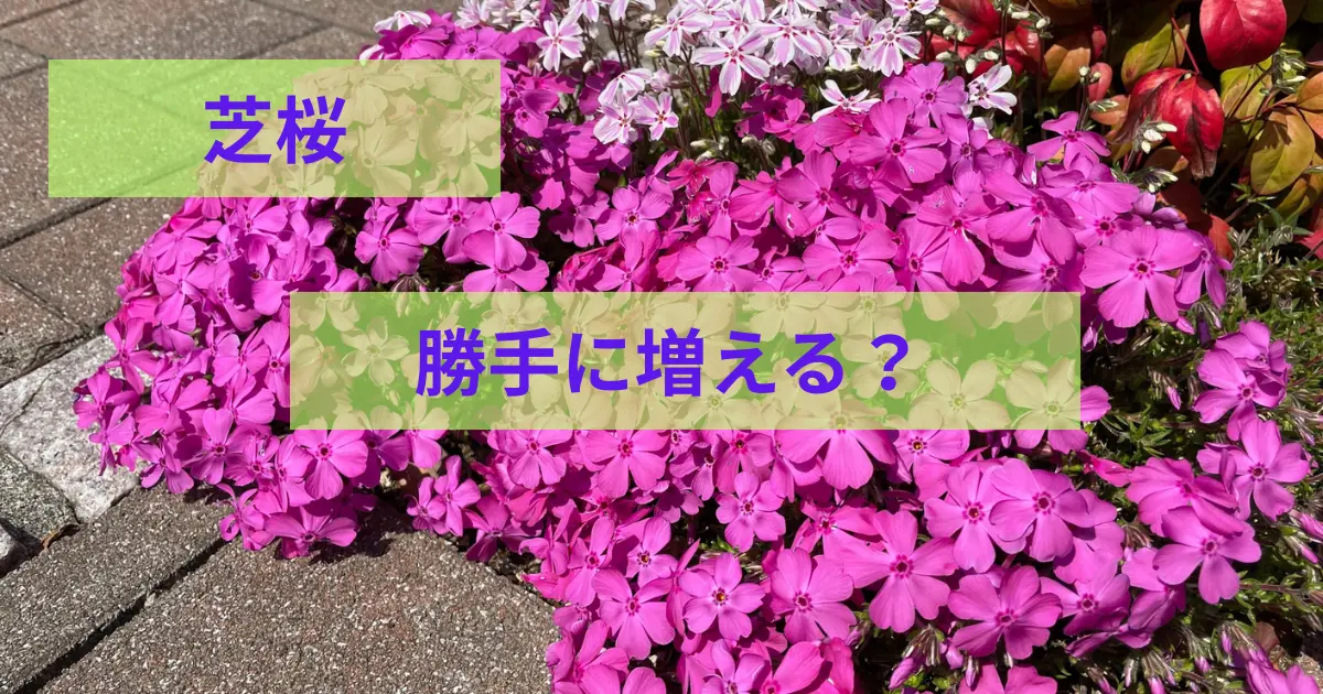 芝桜勝手に増える？のアイキャッチ