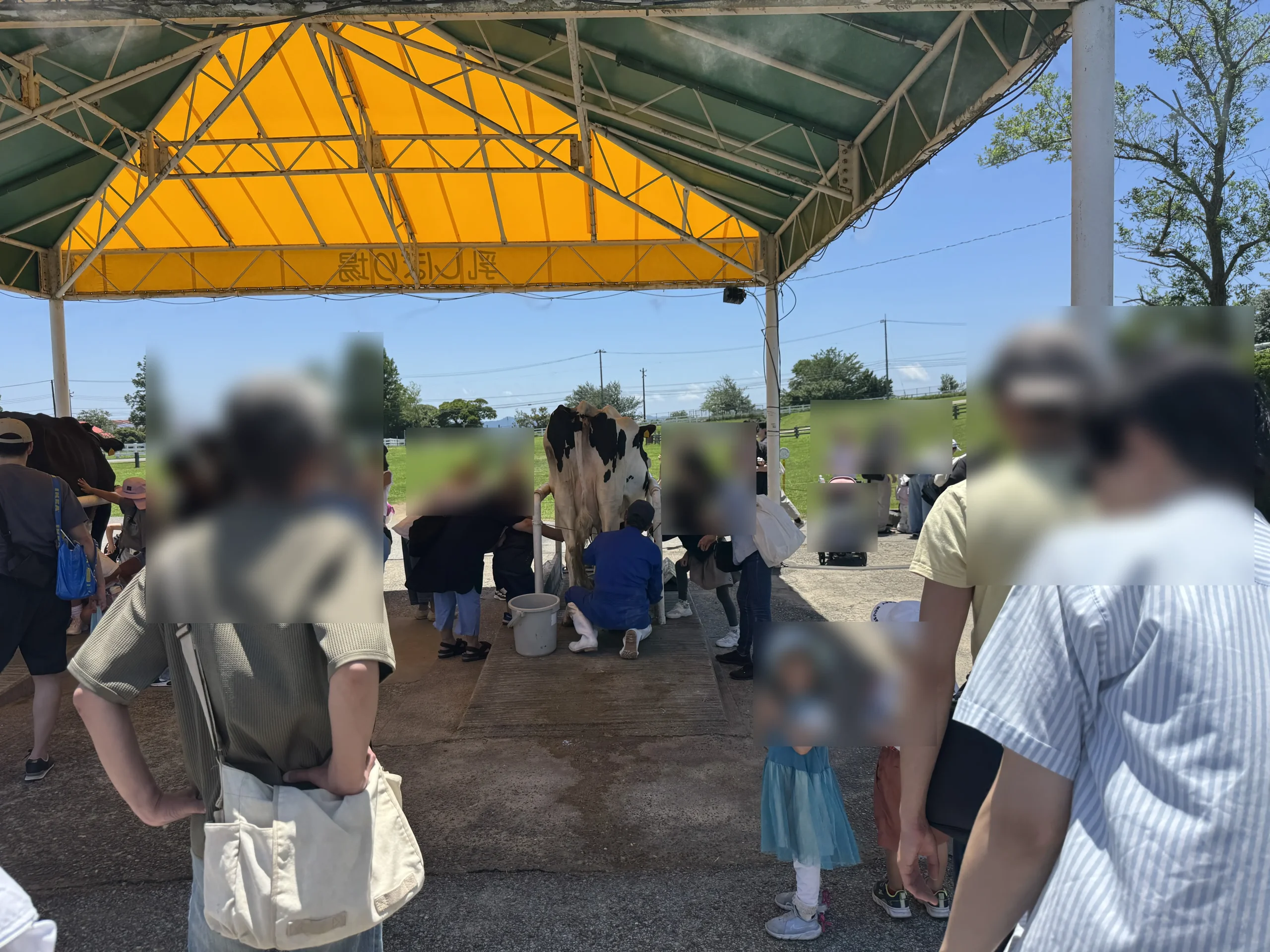 マザー牧場滞在時間の乳しぼり写真