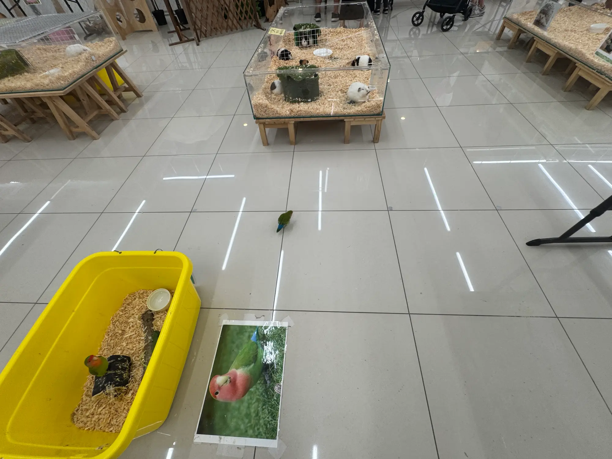 稲毛のいきもの探検隊で飛び出しているインコです。