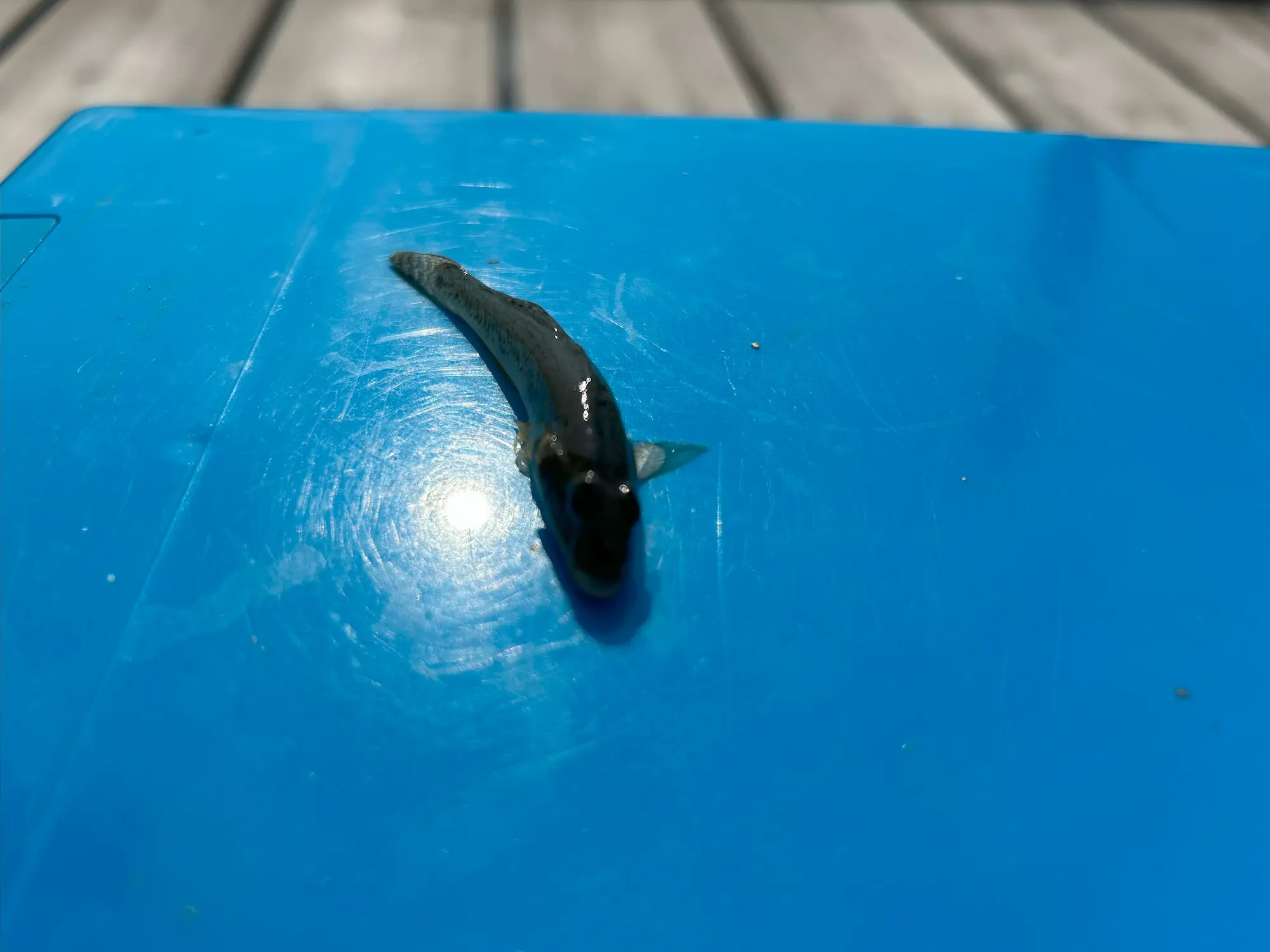 6歳の江戸川マルヤ遊船桟橋でのハゼ釣りで釣れたハゼの写真