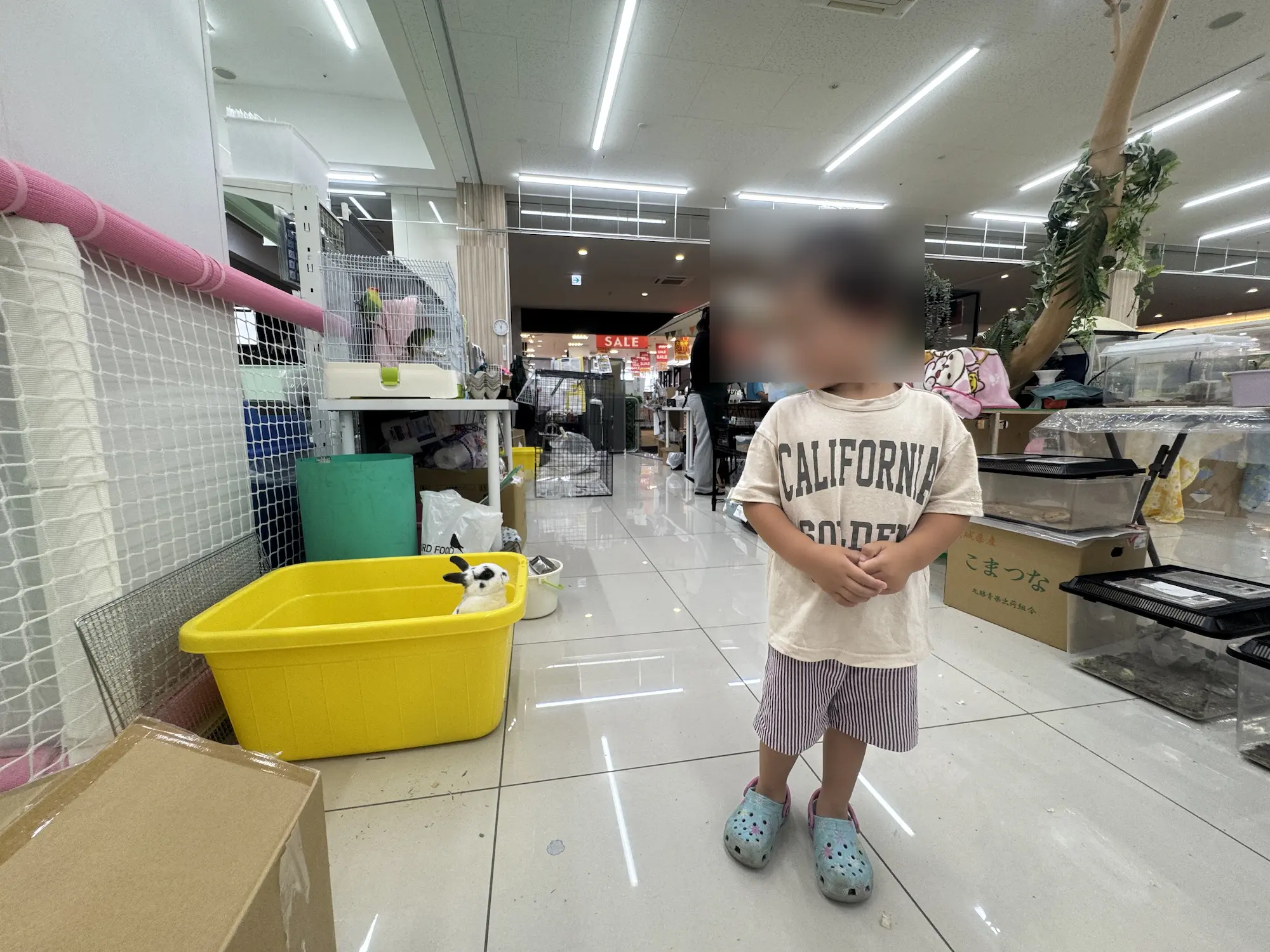 稲毛のいきもの探検隊のうさぎと視線が合う３歳児です。