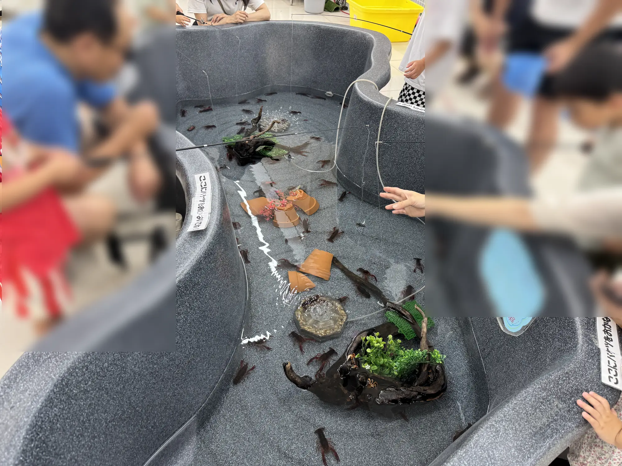 稲毛のいきもの探検隊でできるザリガニ釣りです。