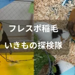 稲毛のいきもの探検隊のアイキャッチ