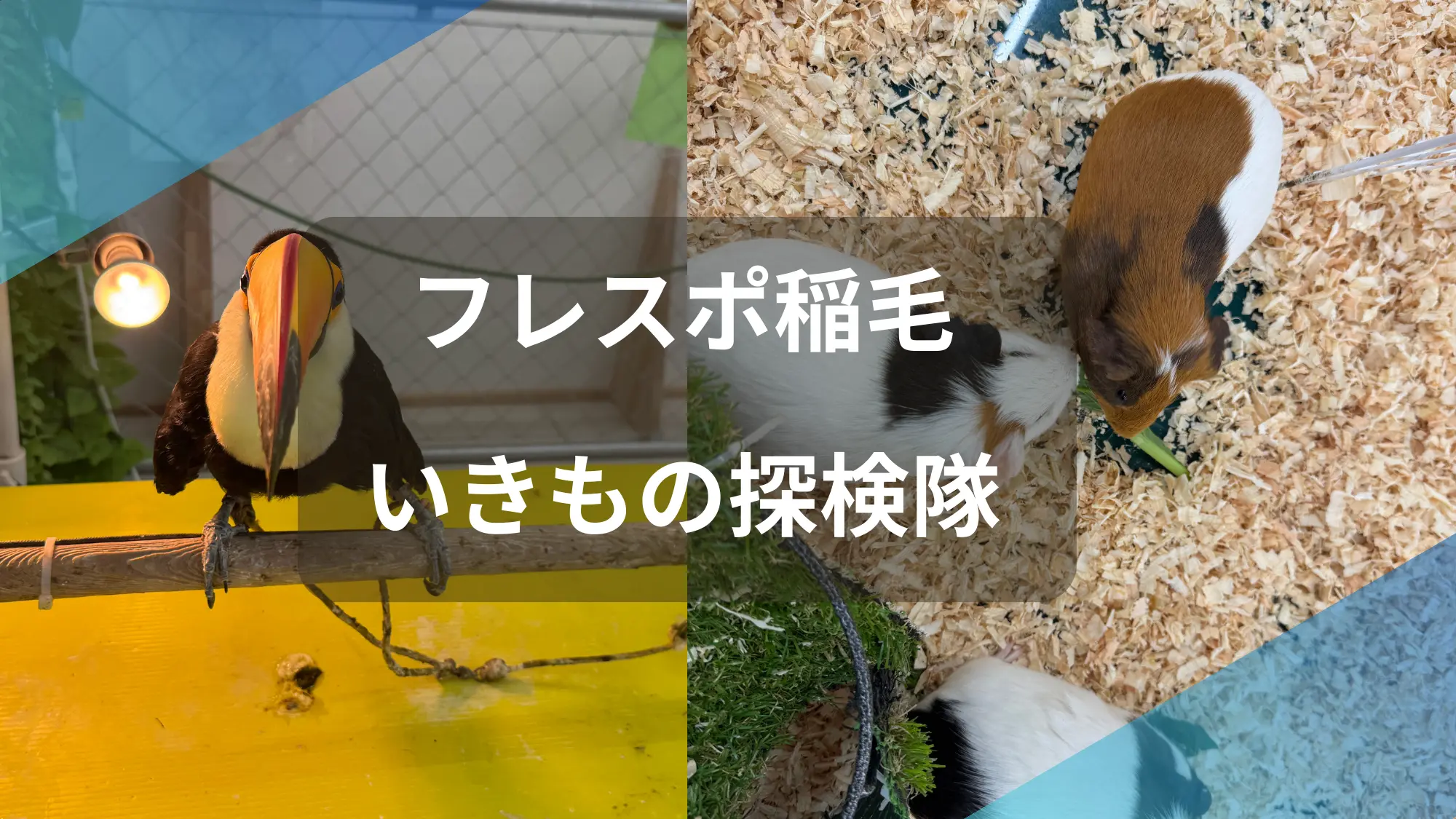 稲毛のいきもの探検隊のアイキャッチ
