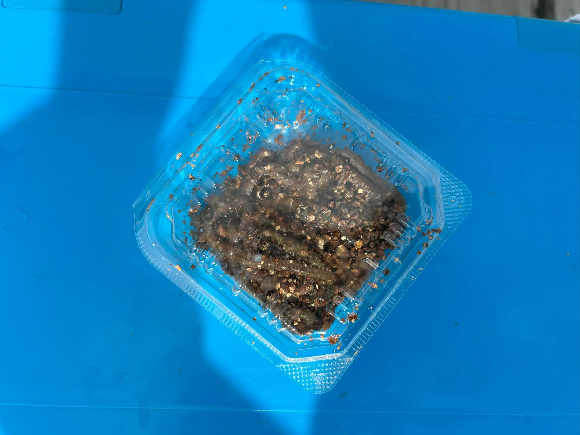 マルヤ遊船で購入した餌