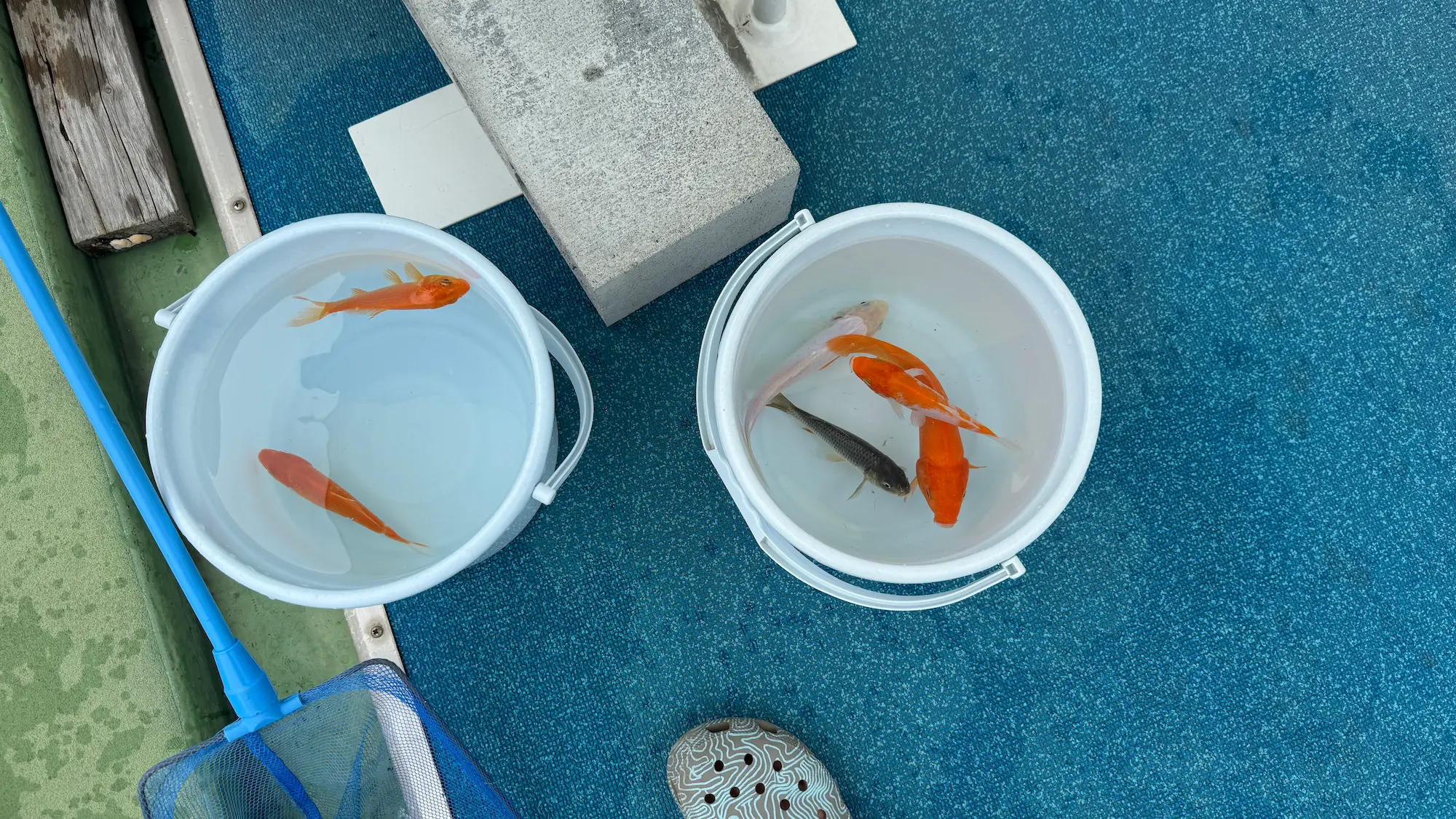 つかプーフィッシングで釣れた錦鯉