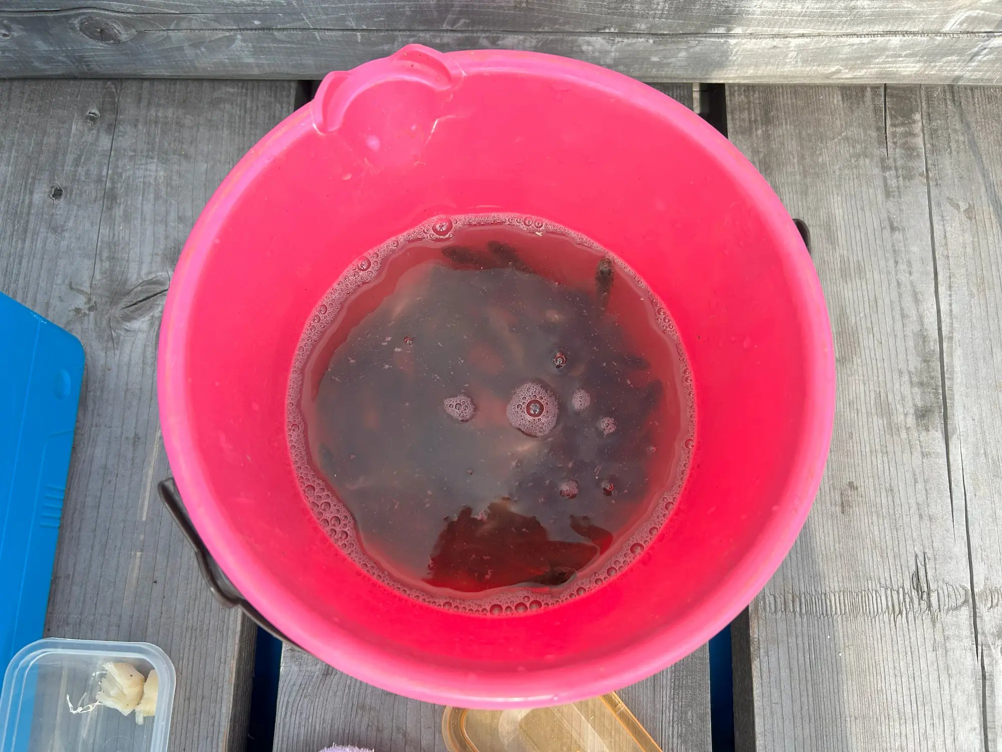 マルヤ遊船で釣れたハゼ
