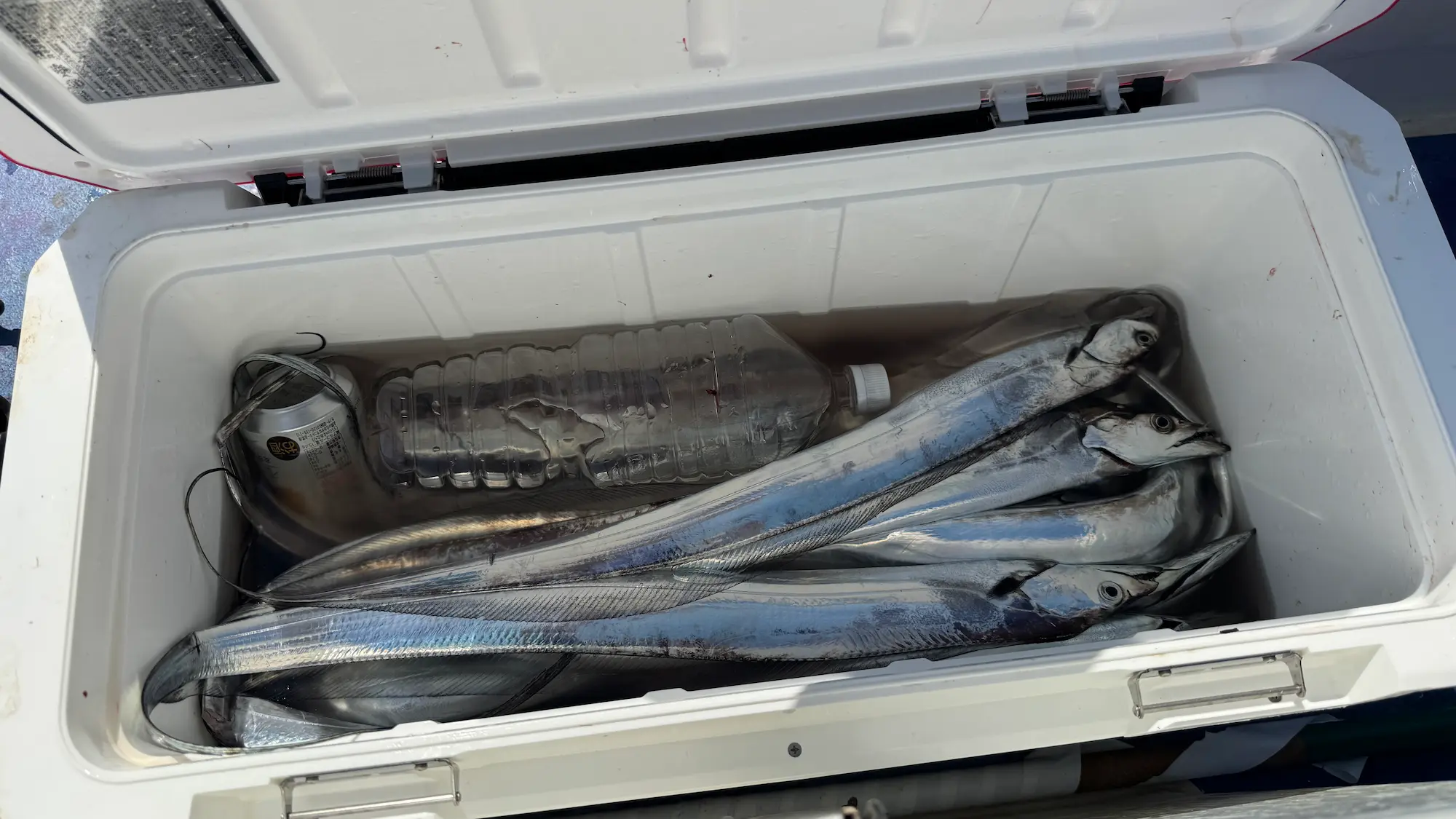 釣った血抜きしたタチウオ