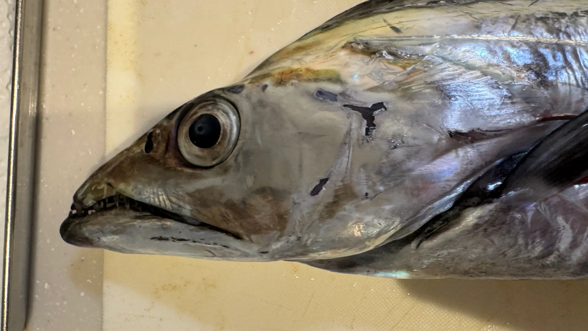 太刀魚の血抜きした頭
