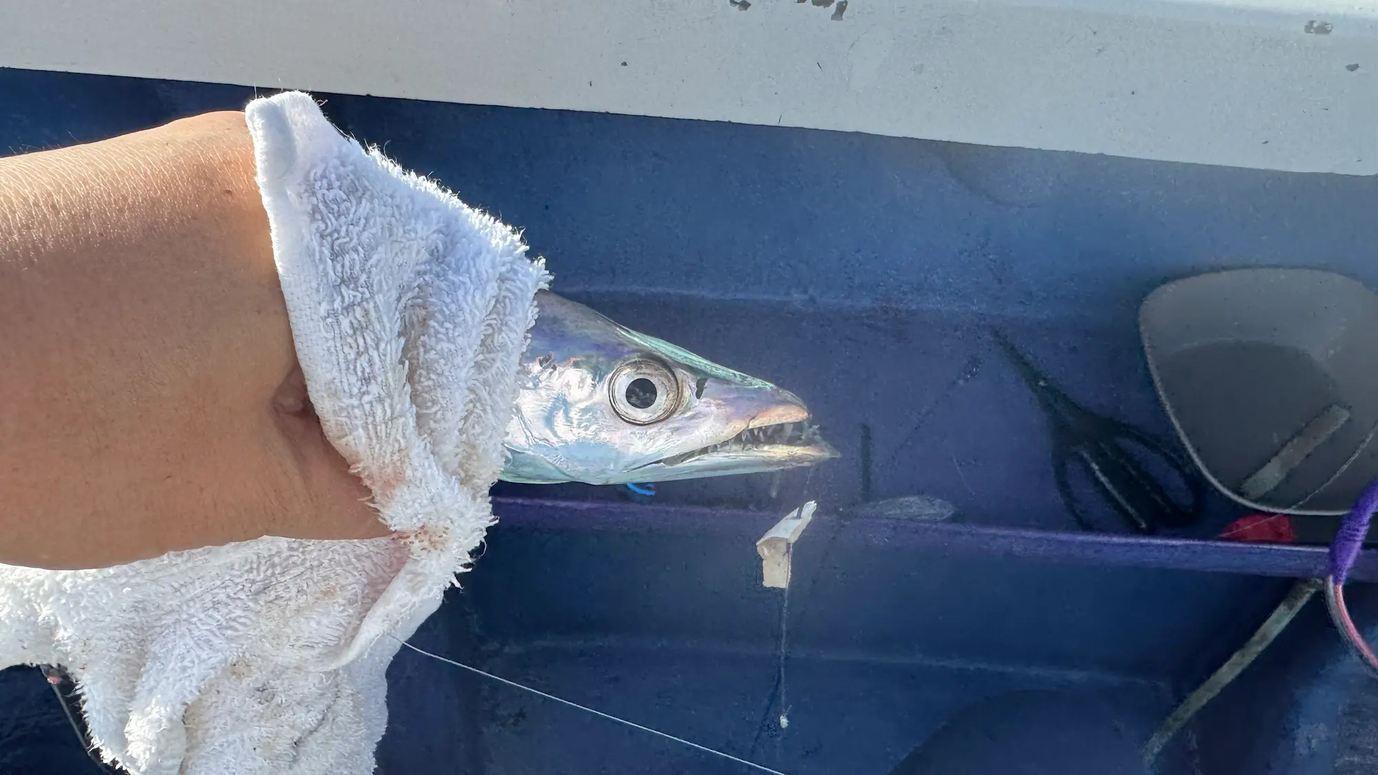 太刀魚をタオルで掴む