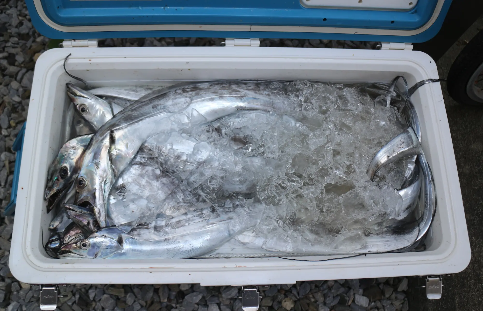 太刀魚のクーラーボックス