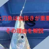 タチウオは血抜きが重要のアイキャッチ