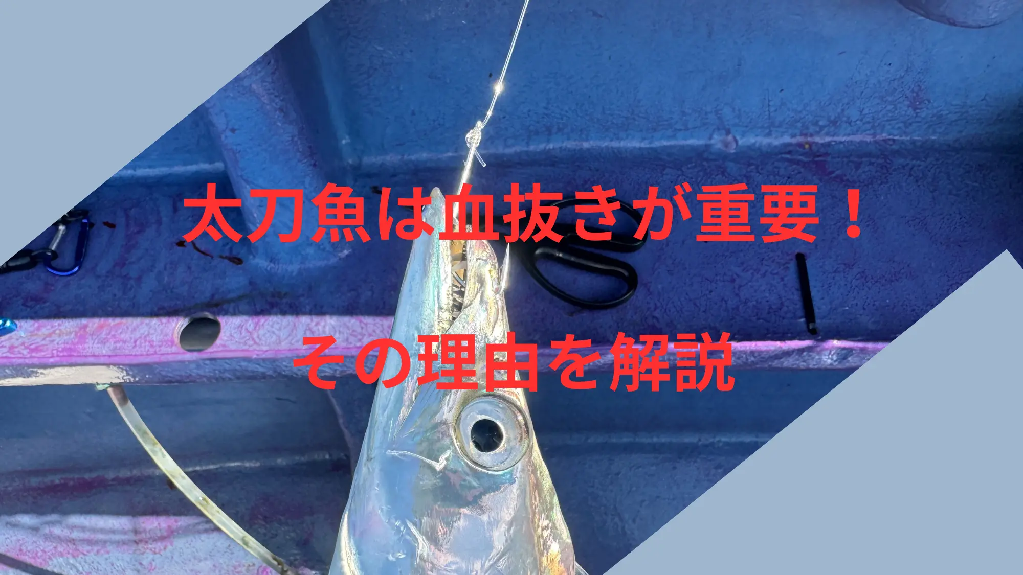 タチウオは血抜きが重要のアイキャッチ