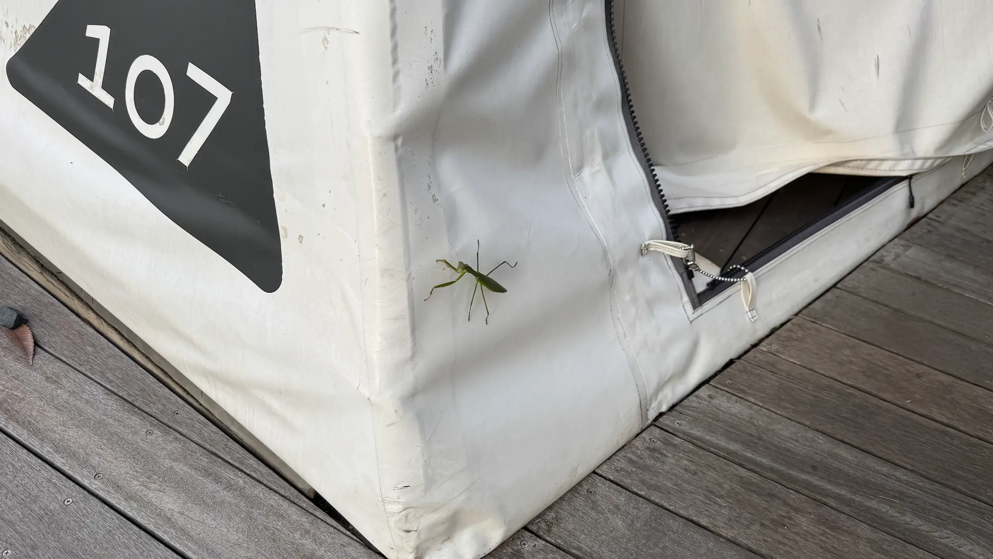 リソルの森のグランピングテントキャビンのカマキリ