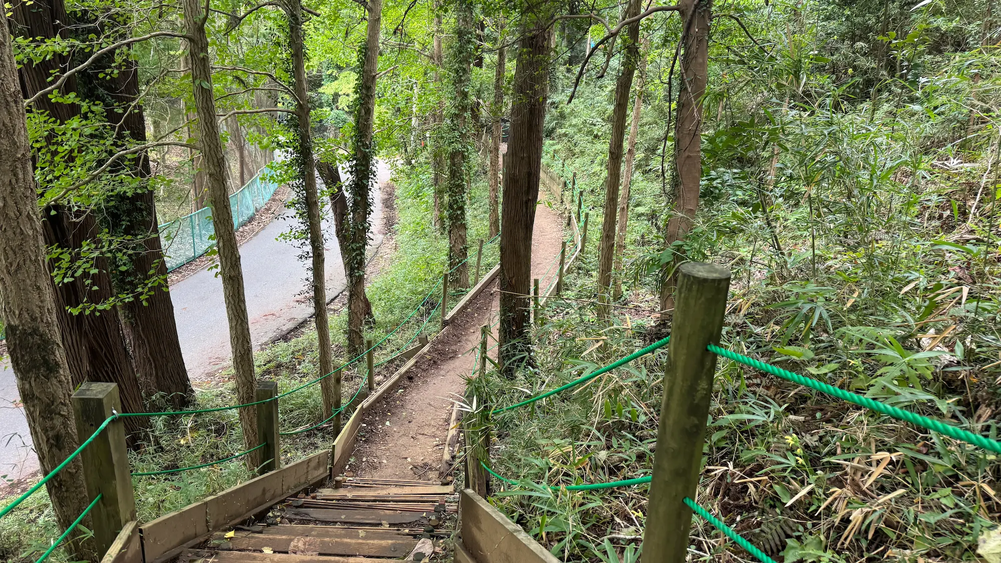 リソルの森のターザニアへの険しい道