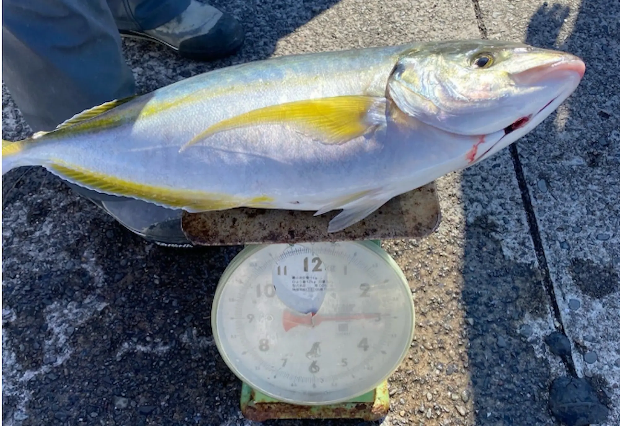 館山の安田丸で釣れた2キロ超えのシマアジ